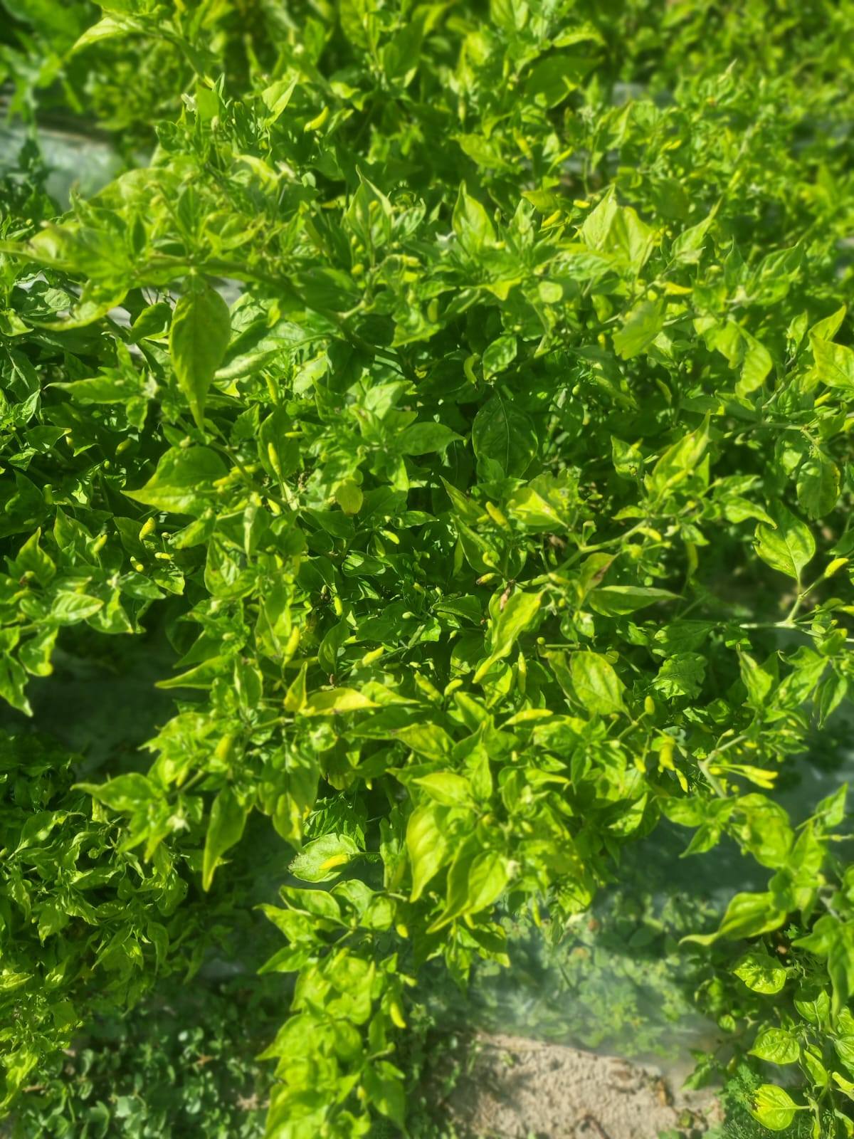 Healthy chilli plants